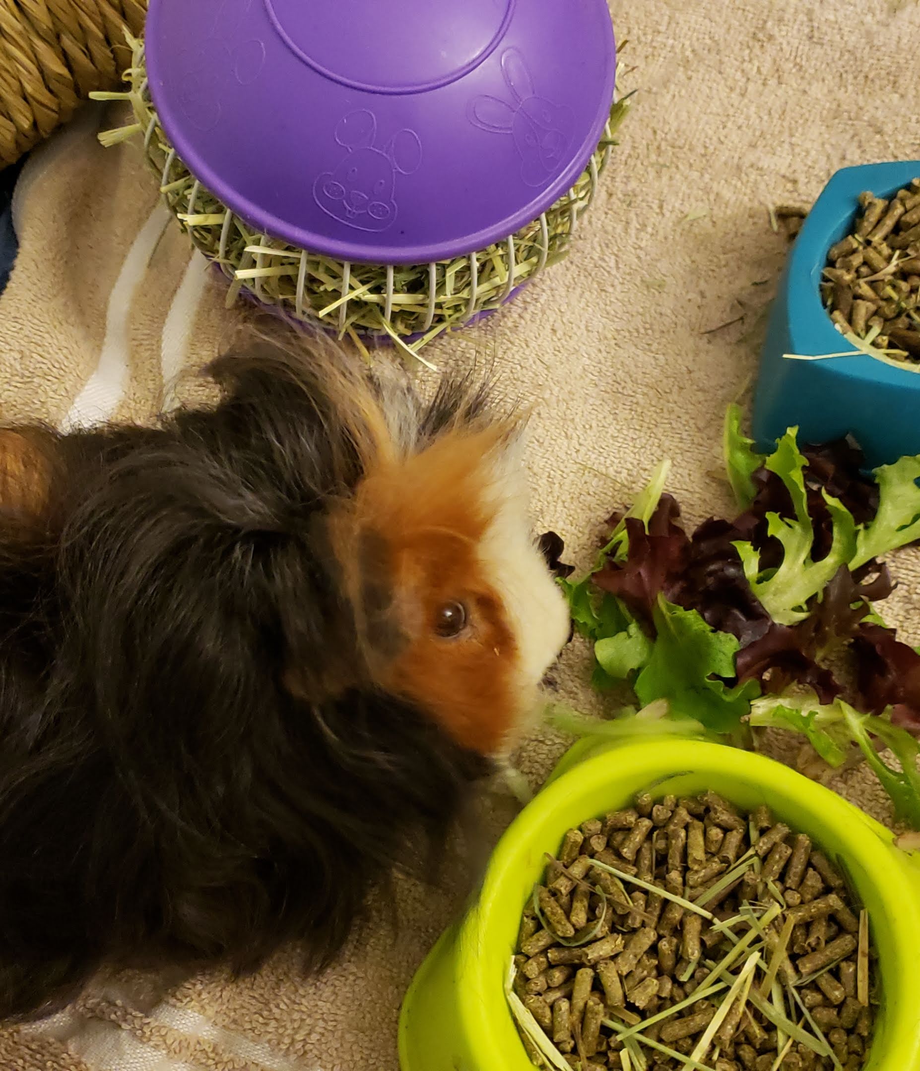 Sherlock's guinea pig heaven