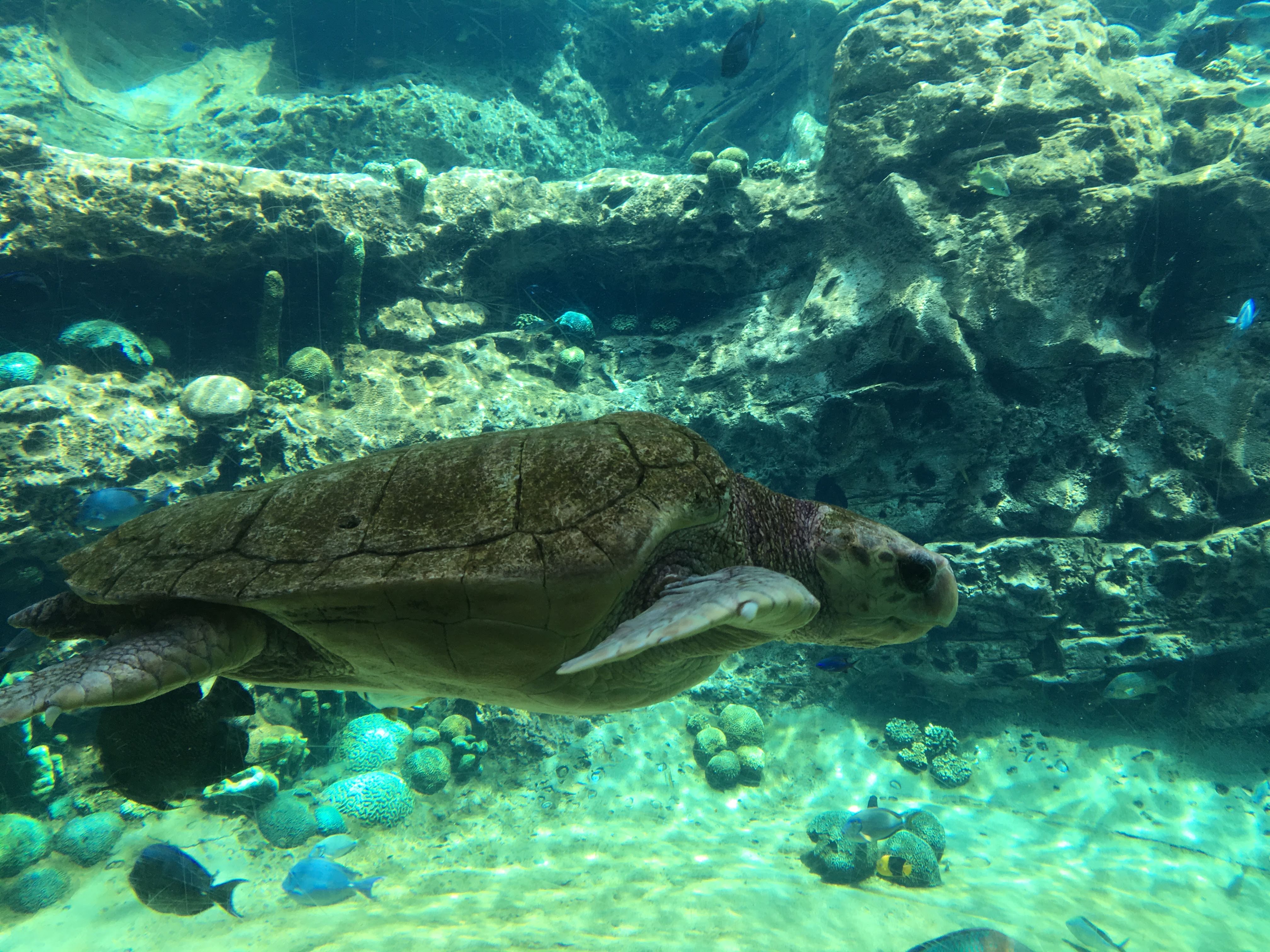 Turtle